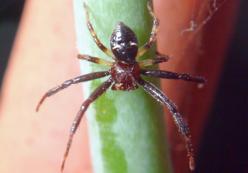 Bombo (sano!) e ragno (Maschio di Sinema globosum)